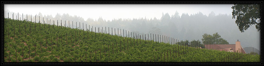 vineyard 29 winery with view