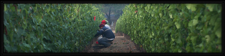 vineyard 29 winery with view